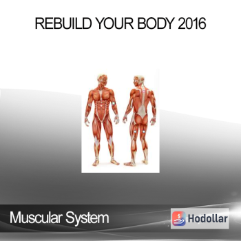 Rebuild Your Body 2016 - Muscular System